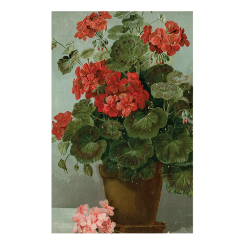 Geranium