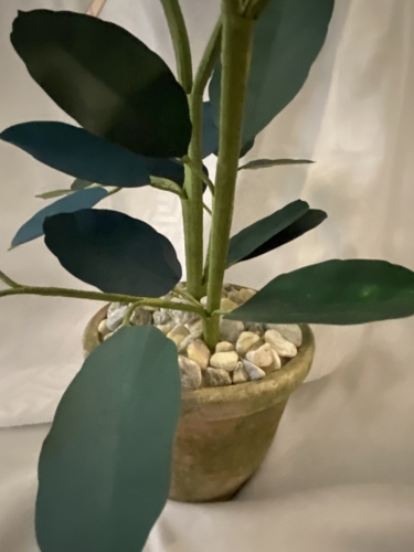 Hortensia potteplante