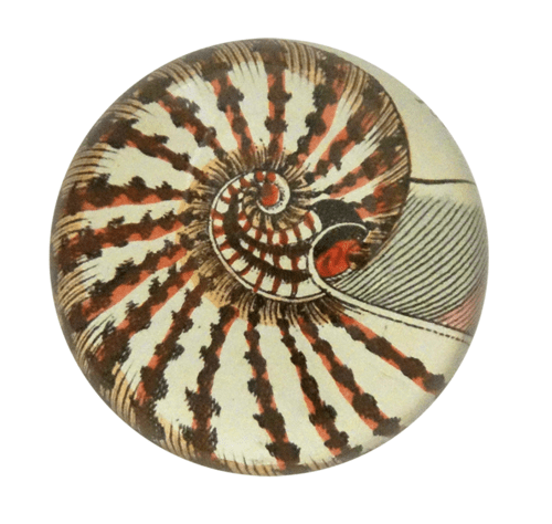 Brevvægt, nautilus