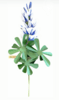 Lupin
